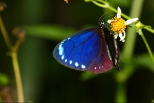 拍下紫斑蝶翅膀0.1秒內的17種顏色
