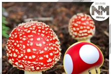 超級瑪利歐《Super Mario》可愛菇真實存在！真身超劇毒