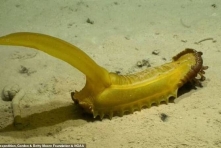 海底「松鼠」出沒！ 太平洋海床發現39新物種