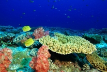 海底魚蝦也會發聲？ 科學家號召全球加入水下生物計畫
